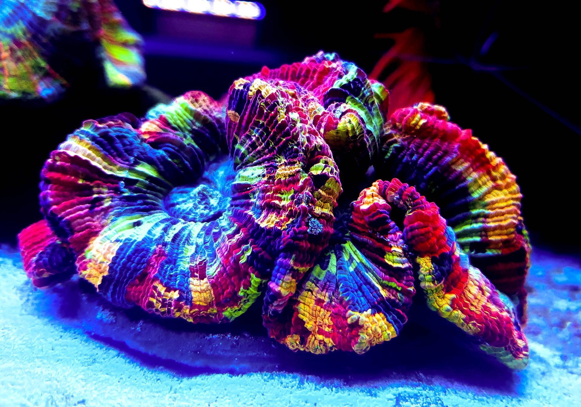 Deep-blue sea anemone in a saltwater aquarium