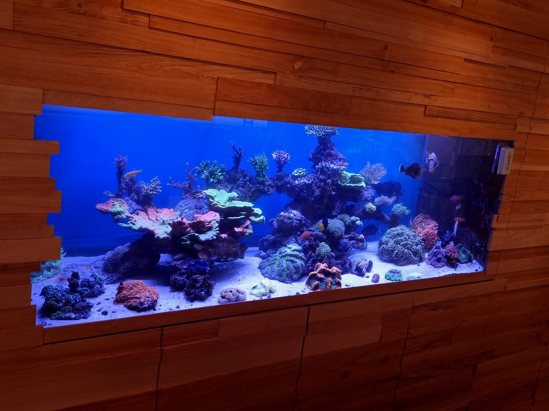 Gran acuario de arrecife instalado por IBIREEF para Soler & Costa