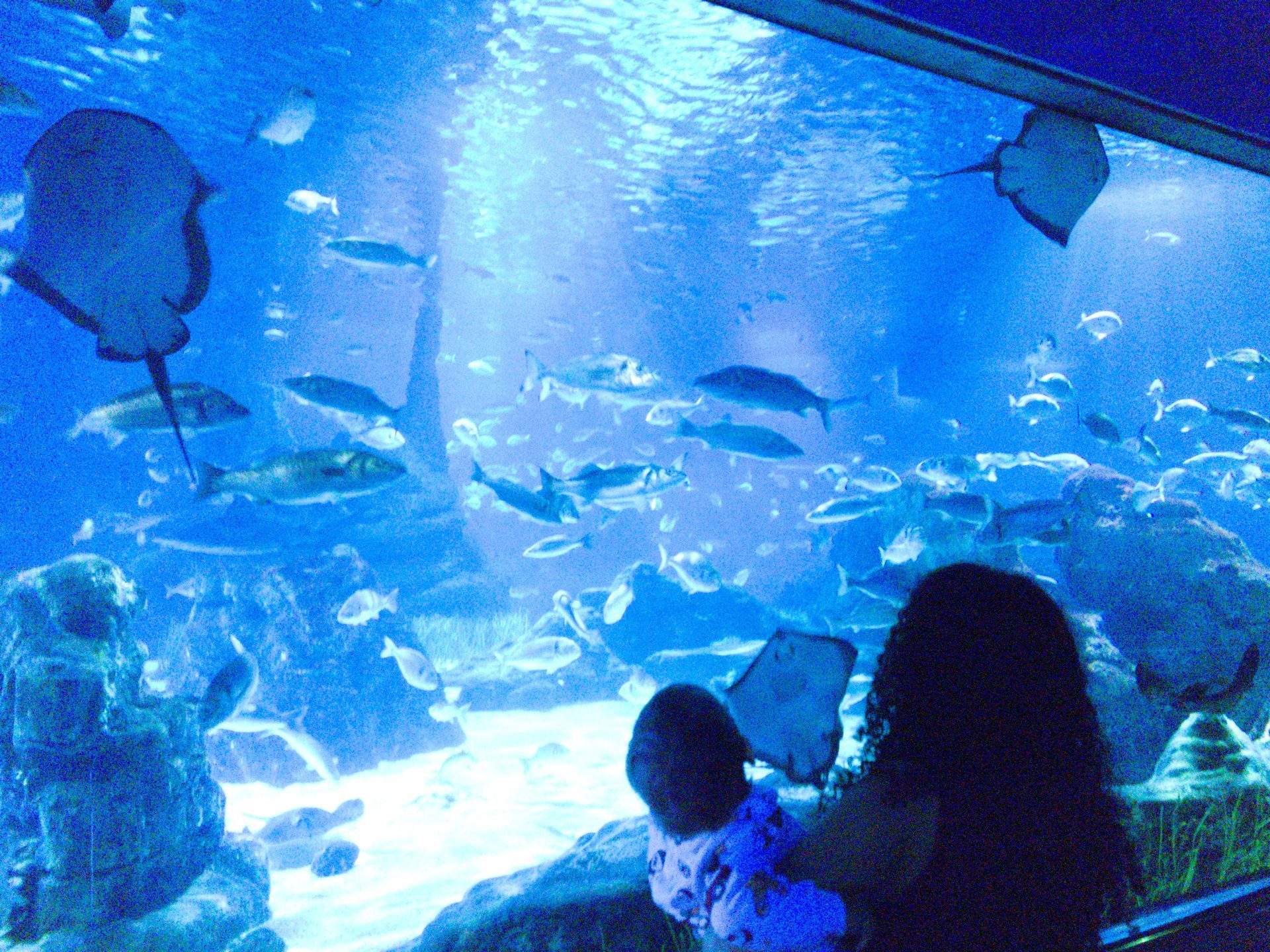 Kind betrachtet blau beleuchtete Quallen in einem Aquarium