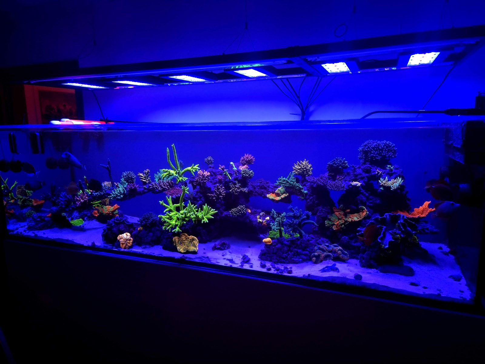 Acuario de arrecife iluminado en azul con corales fluorescentes, instalación de IBIREEF