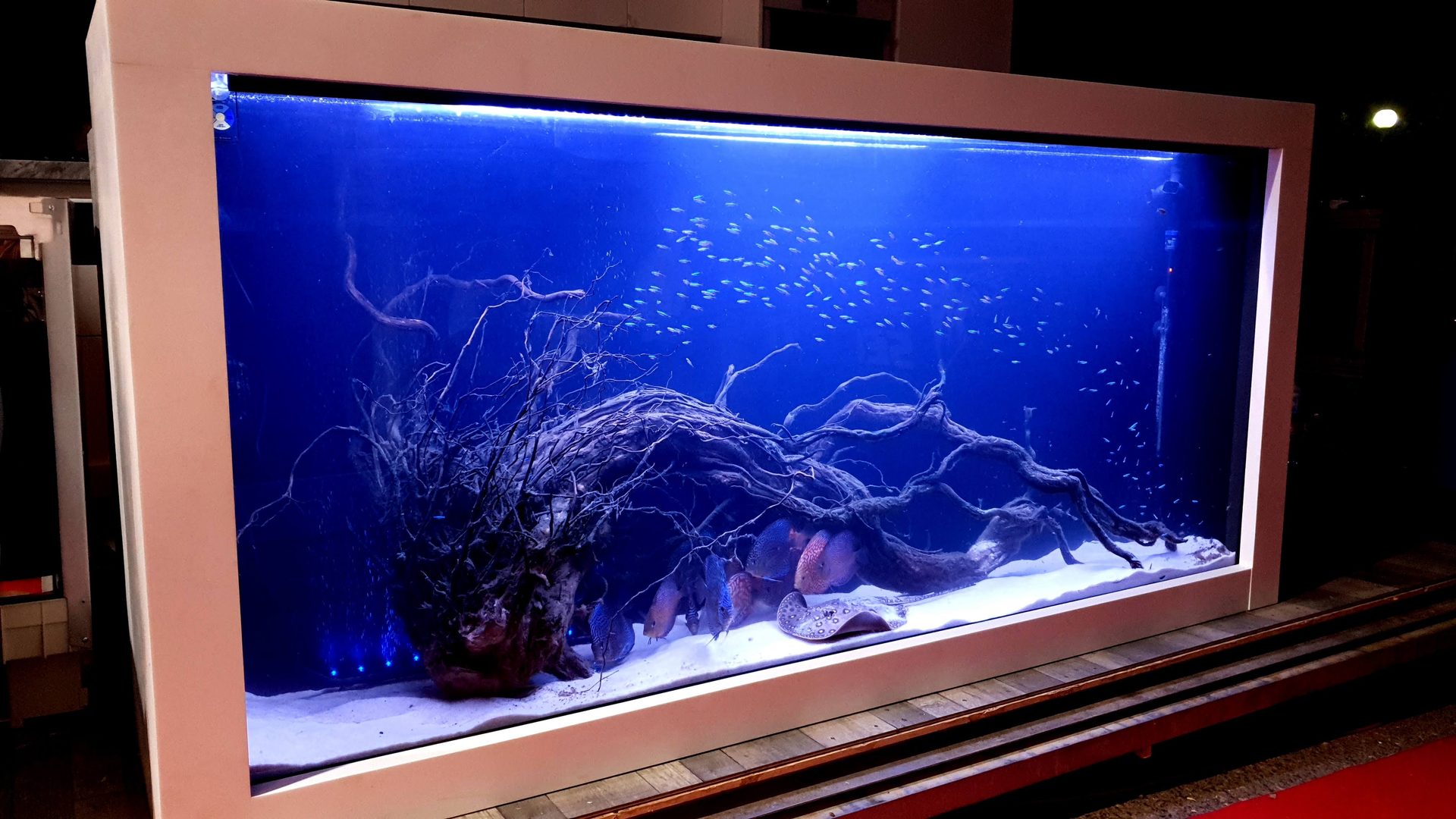 Acuario de agua dulce instalado en encimera de cocina