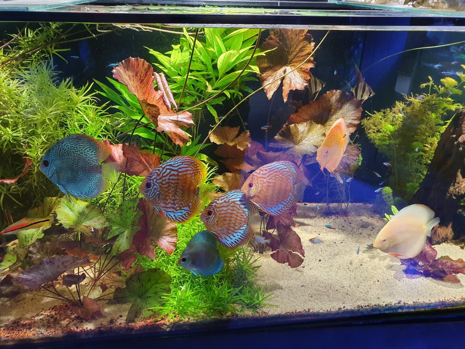 Acuario de agua dulce plantado con peces disco de colores