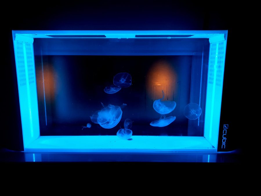 Acuario de medusas luna con iluminación azul en mueble Cubic
