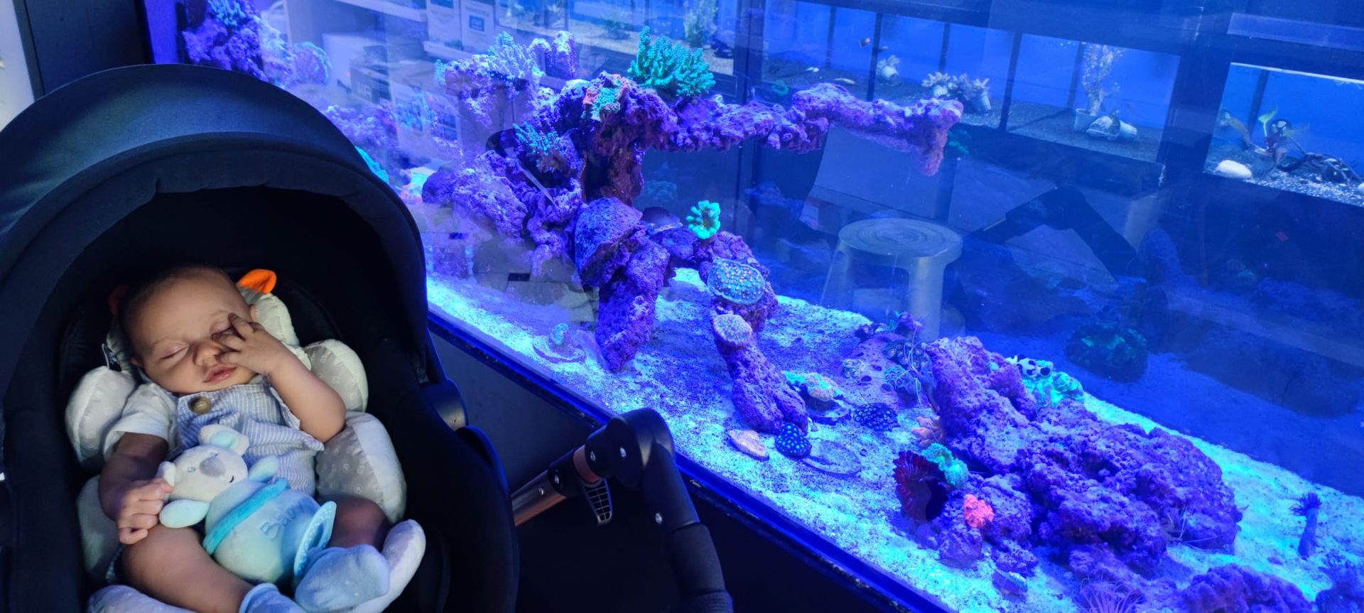 Kind betrachtet blau beleuchtete Quallen in einem Aquarium