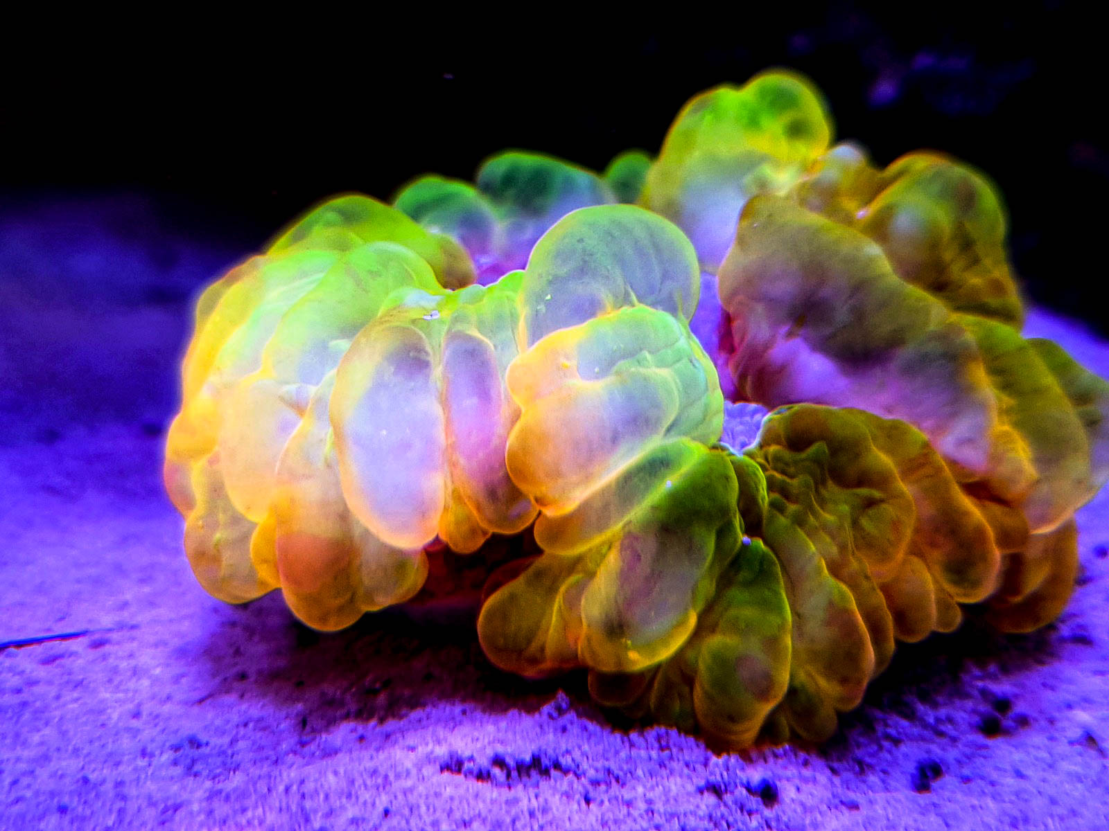 Pez mandarín de colores azul, naranja y verde sobre una roca de acuario