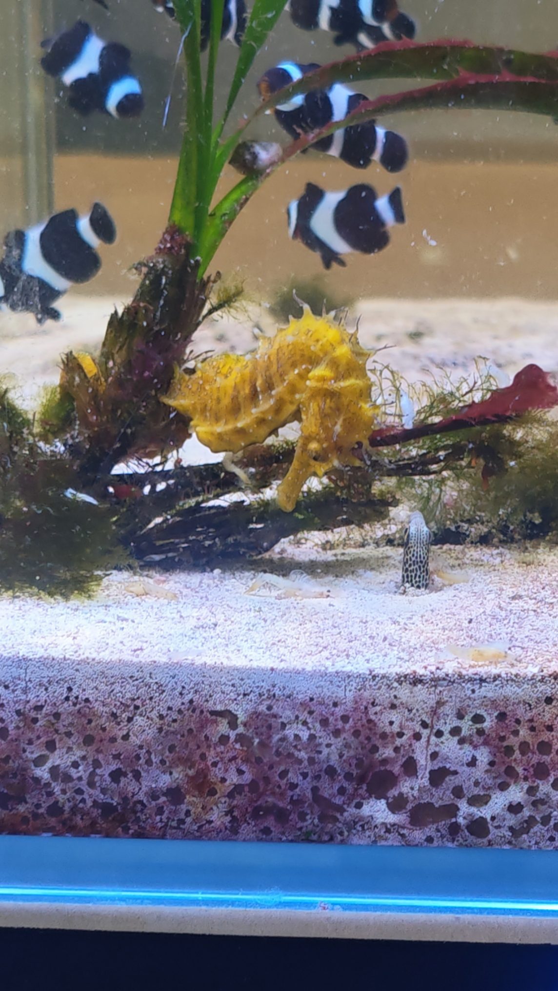 Yellow seahorse clinging to a coral in an aquarium