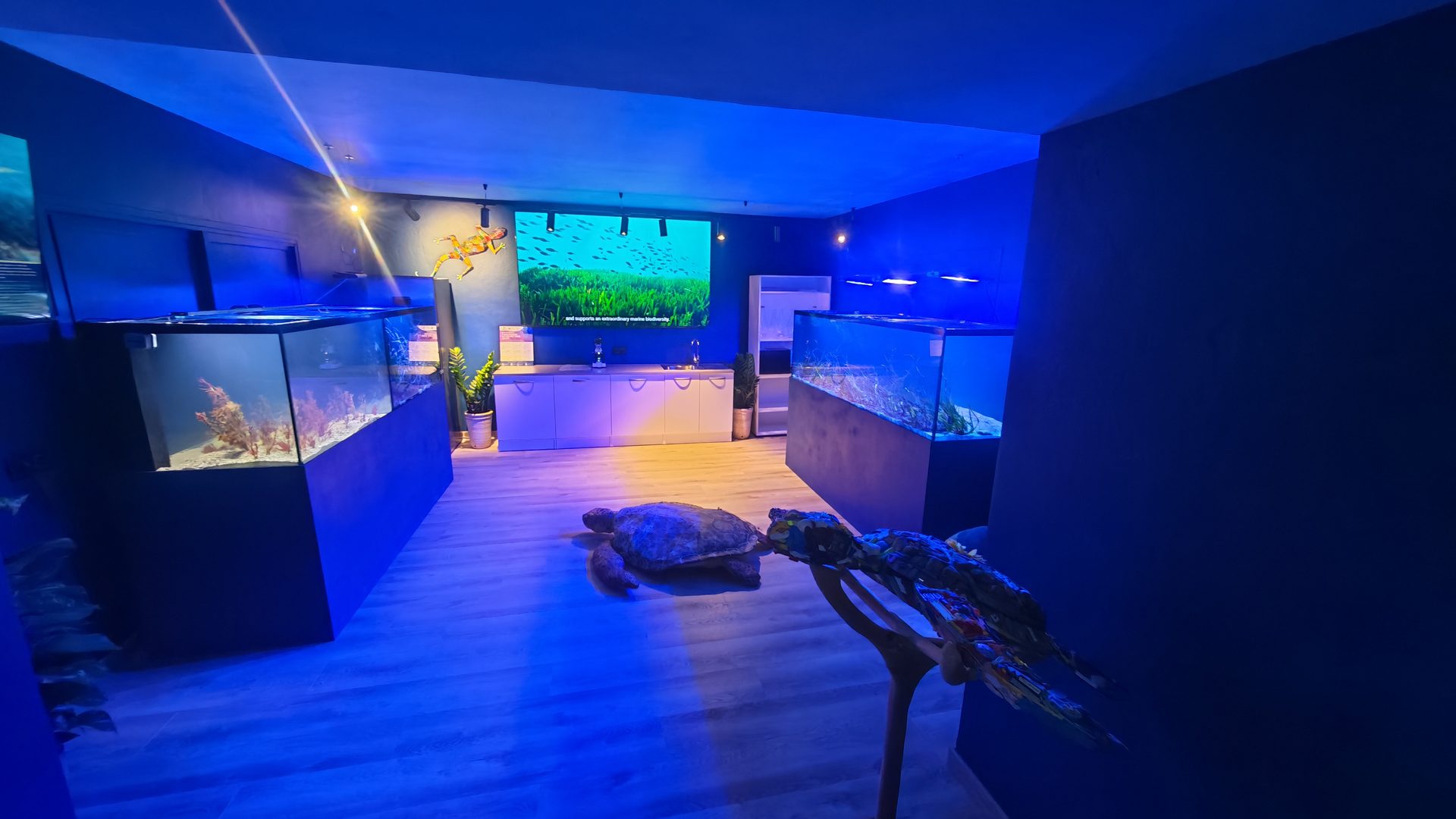 Acuarios de conservación marina en el Palladium HUB
