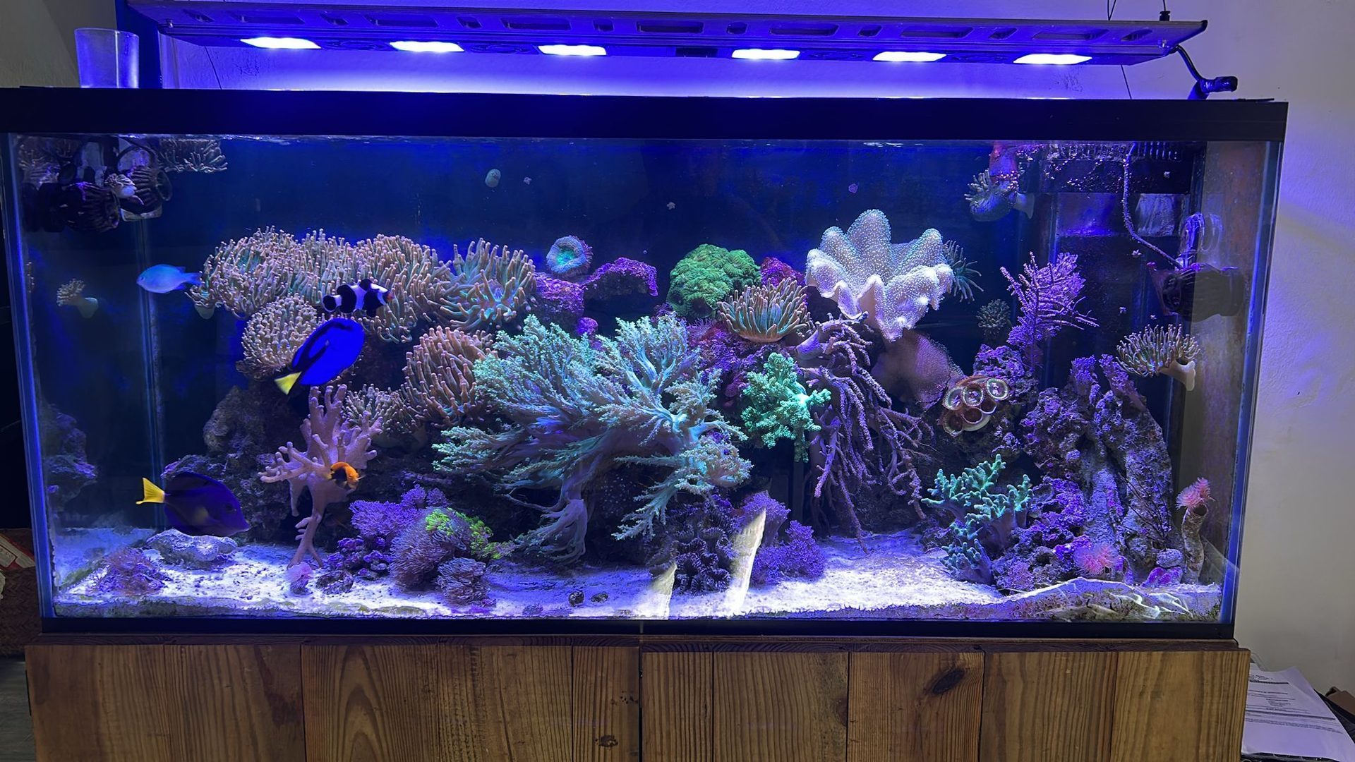 Acuario arrecife