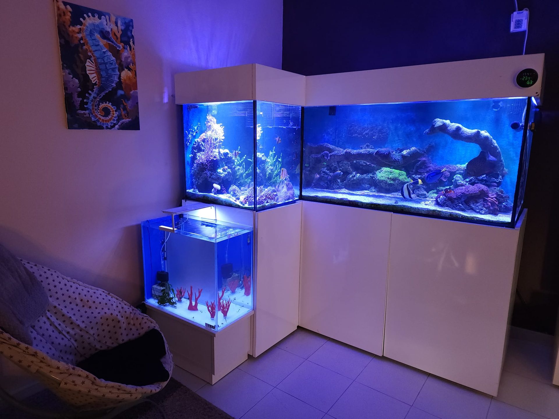 Acuarios agua salada