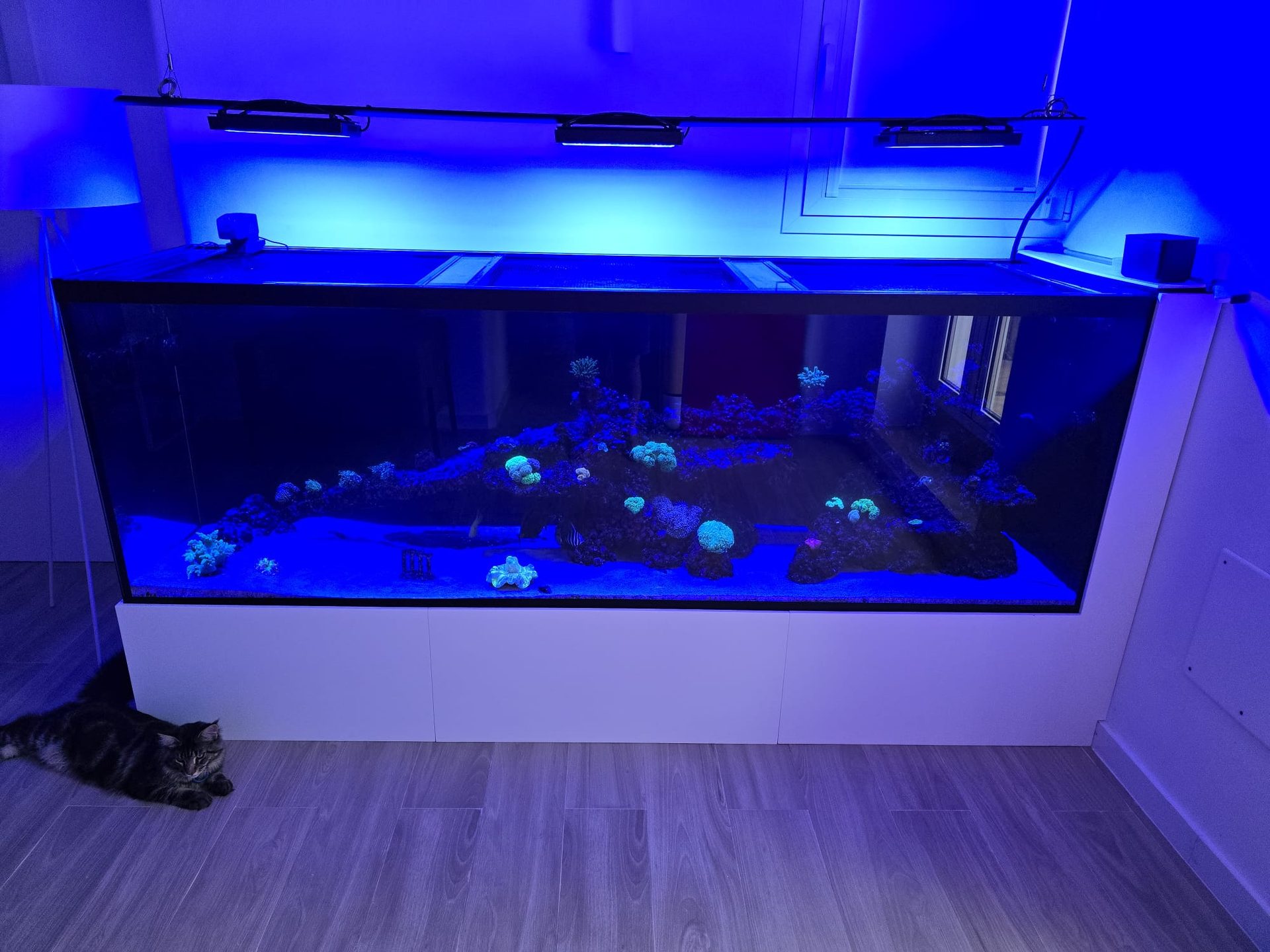 Acuario arecife
