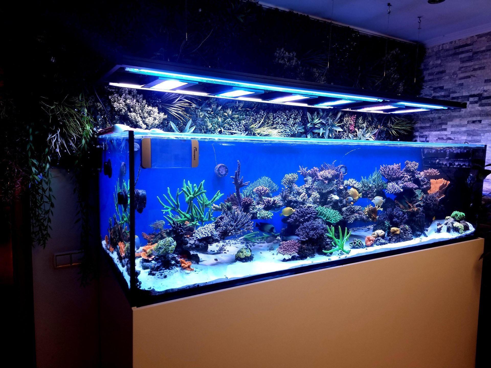 Acuario de arrecife SPS