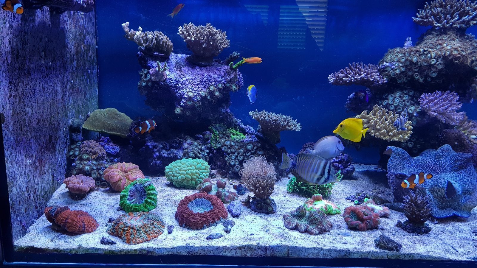Acuario marino de arrecife con corales y peces payaso, cirujano y tang amarillo