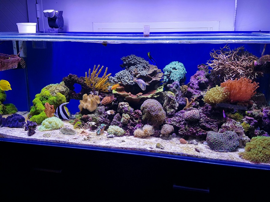 Acuario marino de arrecife con corales y peces payaso, cirujano y tang amarillo