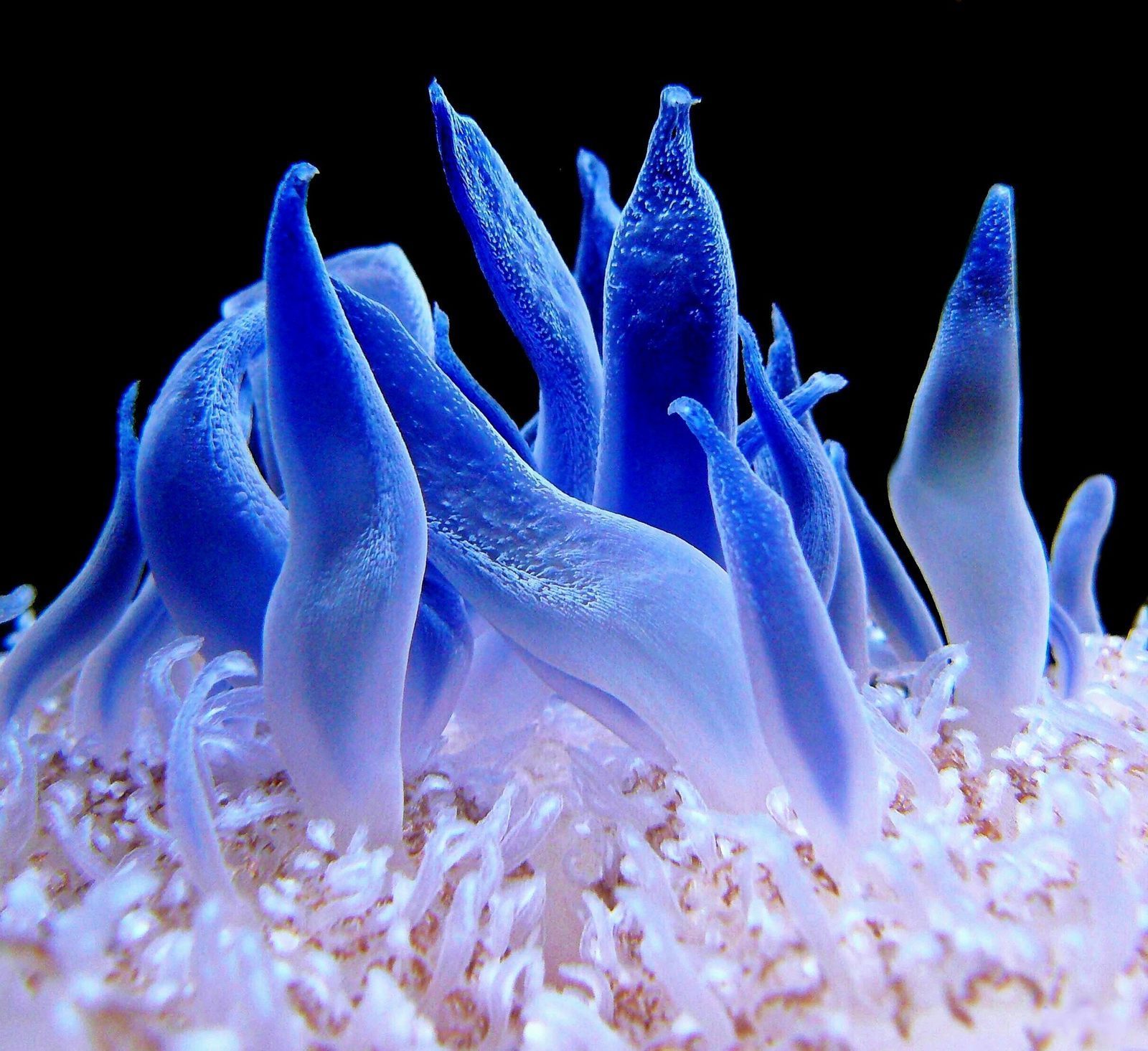 Anémona marina de color azul intenso en un acuario de agua salada