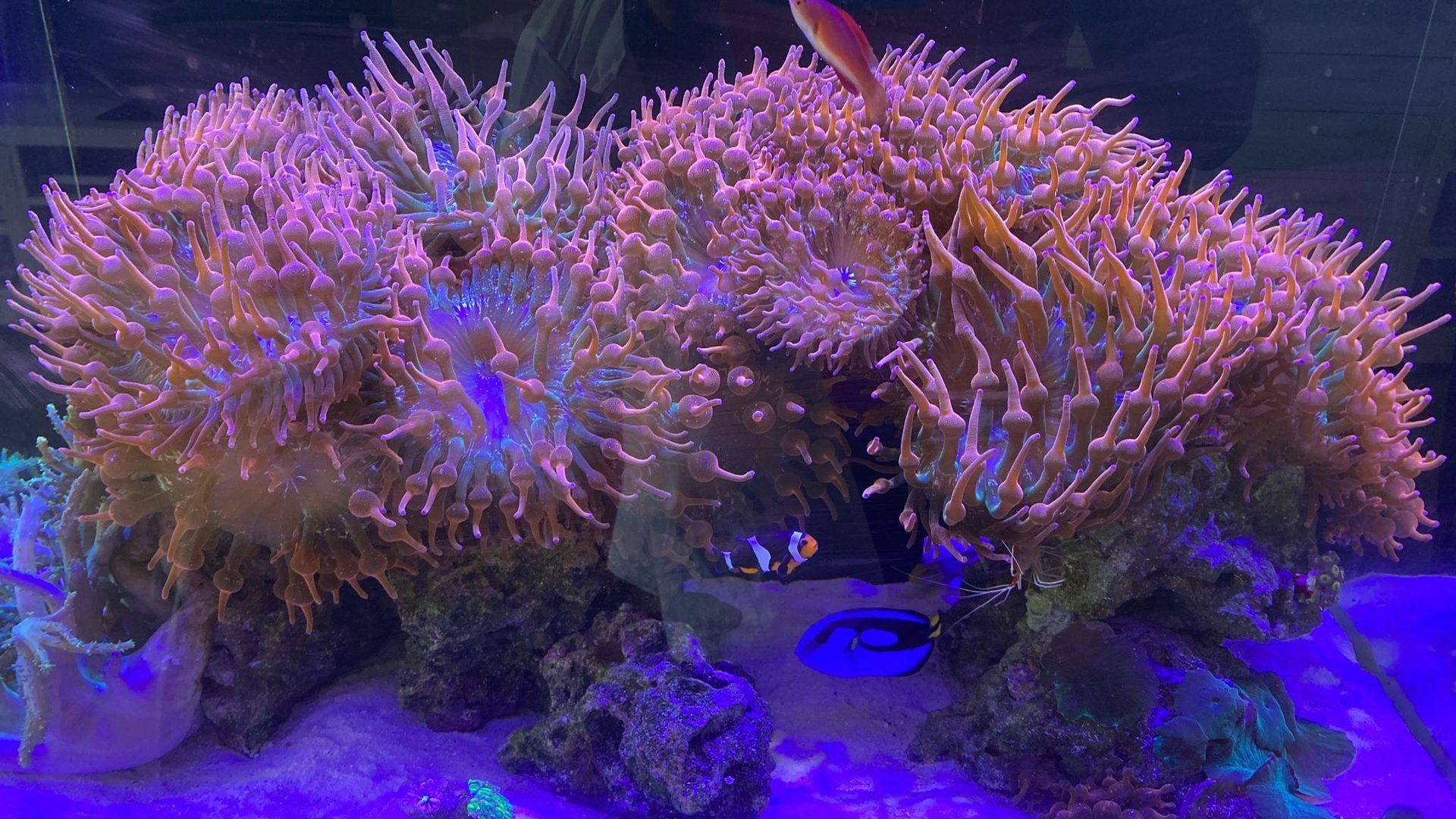 Acuario anemonas