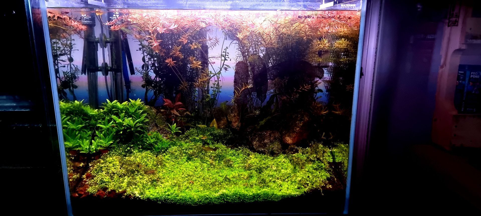 Aquascaping