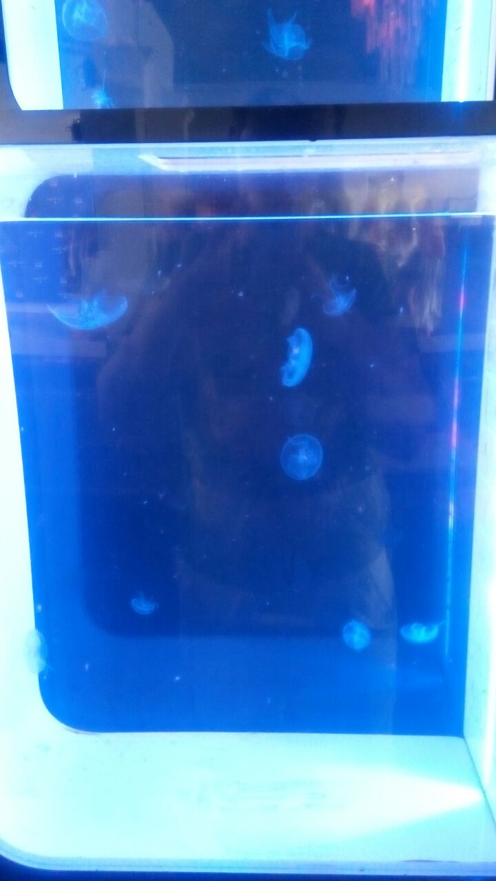 Acuario medusas