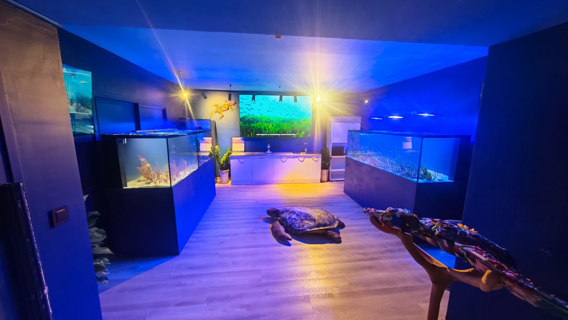 Acuarios conservación, posidonia y gorgonias