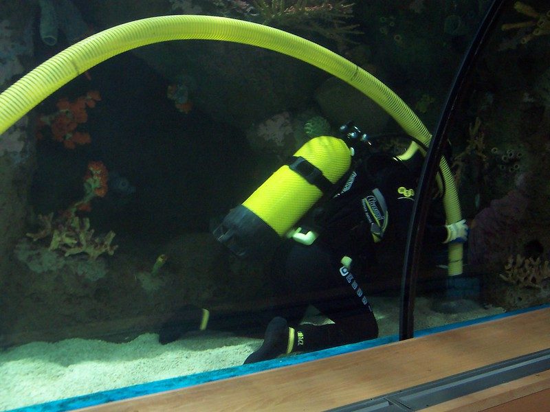 Buceador realizando mantenimiento dentro de un gran acuario de arrecife