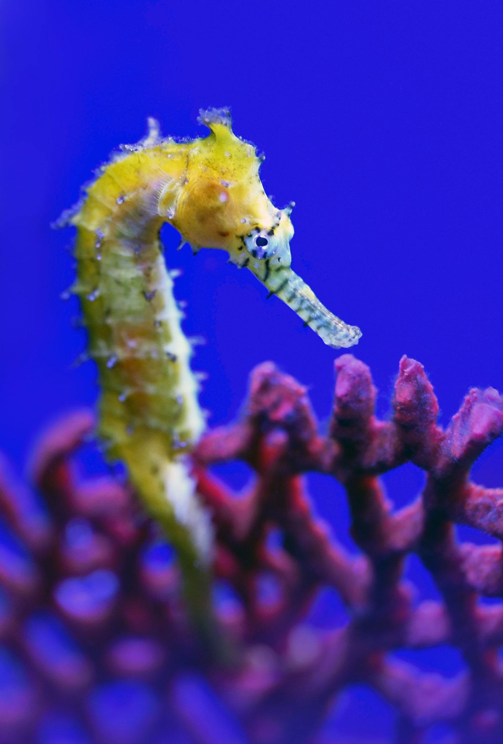 Speckled seahorse on a gorgonian in blue water