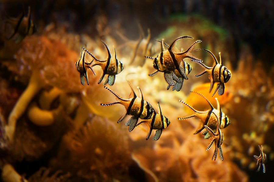 Banco de peces cardenal de Banggai en tonos dorados sobre coral