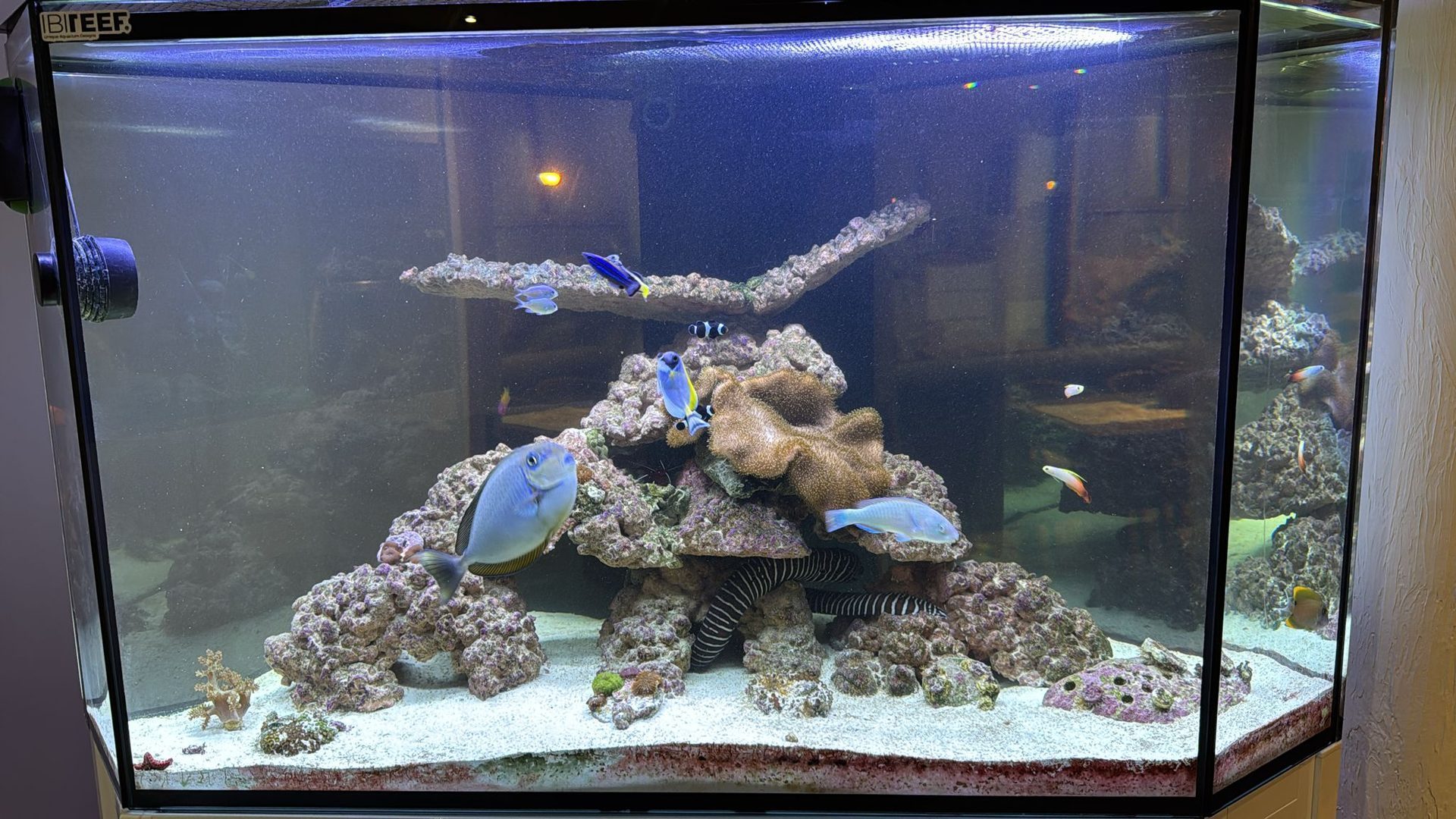 Acuario esquinera solo peces
