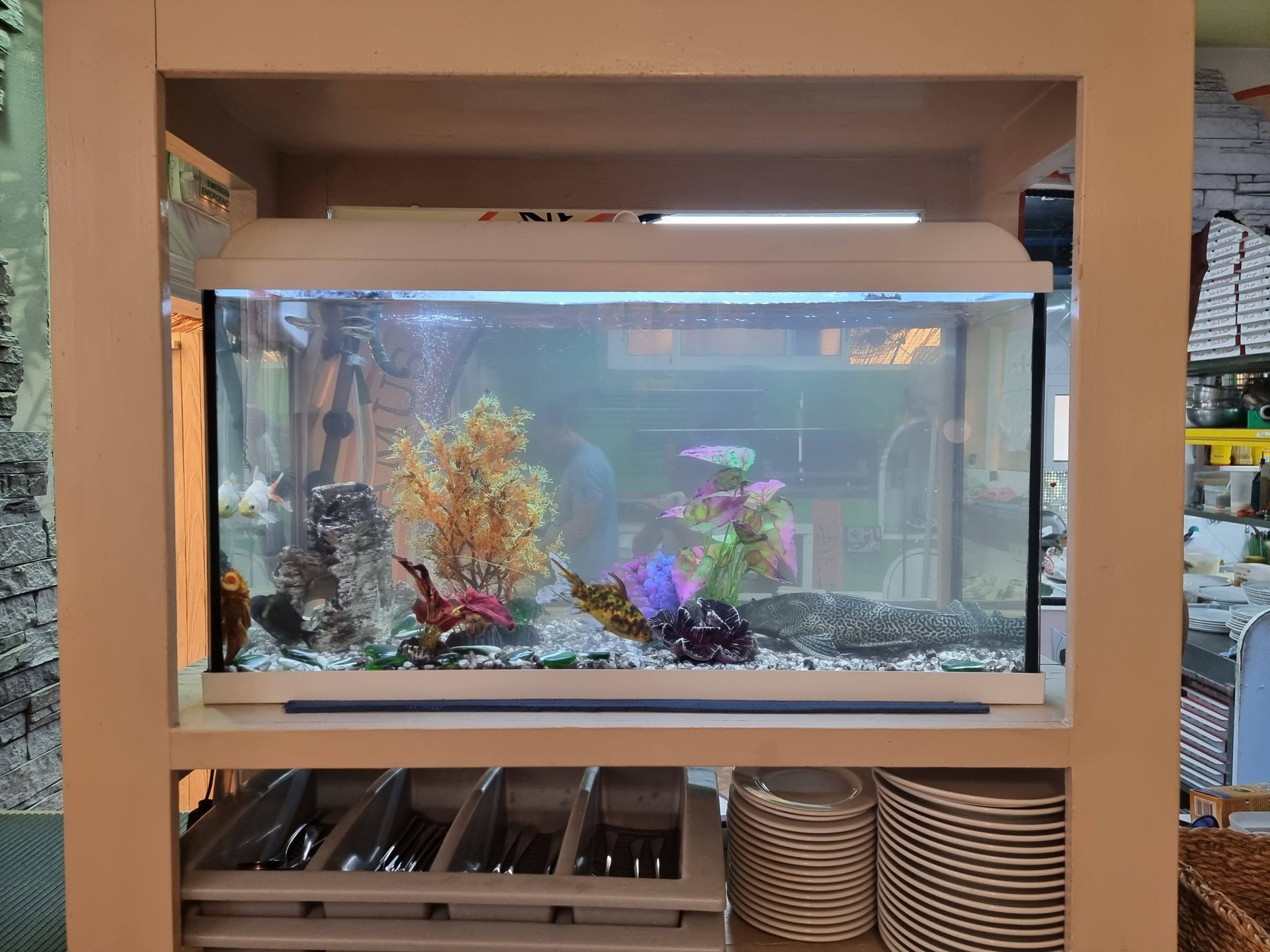 Acuario agua fria=
