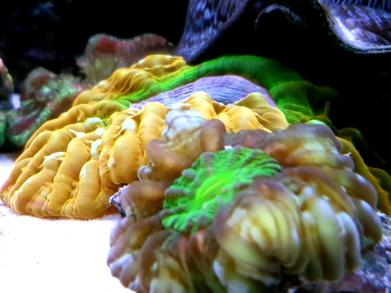 Cynarinas rainbow