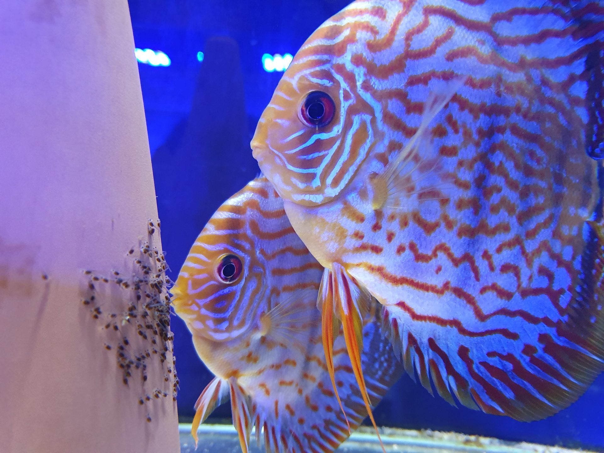 Pareja de peces discos cuidando de sus crias