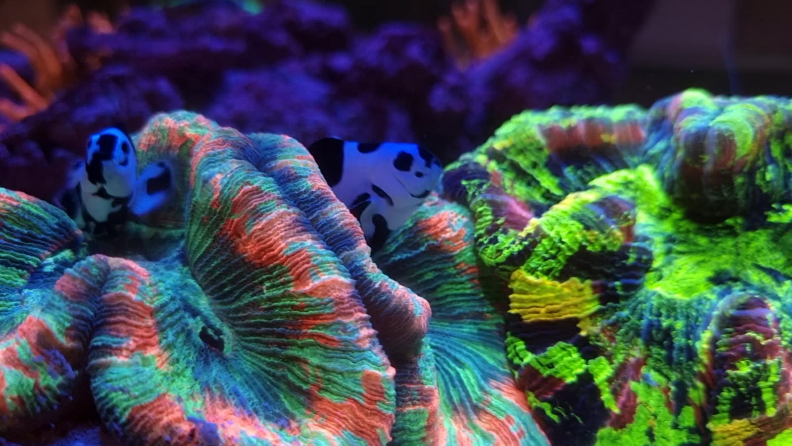 Pez payaso ocellaris nadando en un acuario marino de IBIREEF