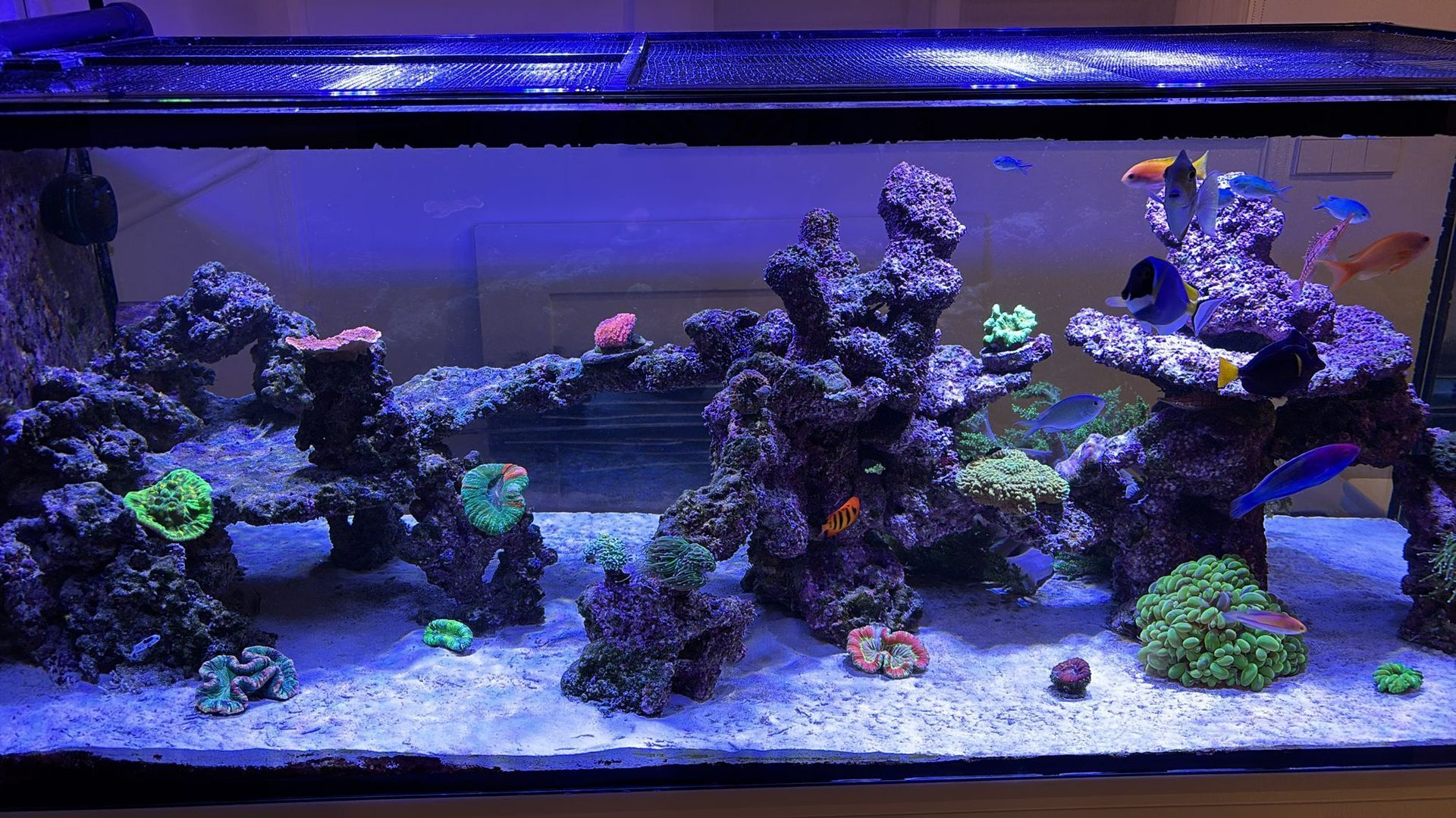 Acuario de arrecife