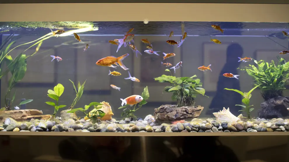 Süßwasseraquarium mit Goldfischen