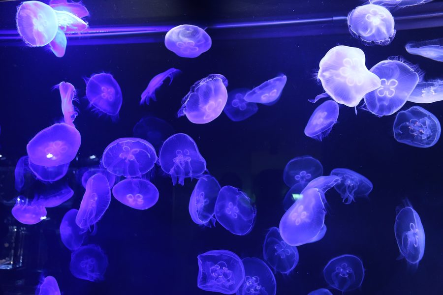 Medusas blancas y doradas nadando sobre fondo oscuro en un acuario
