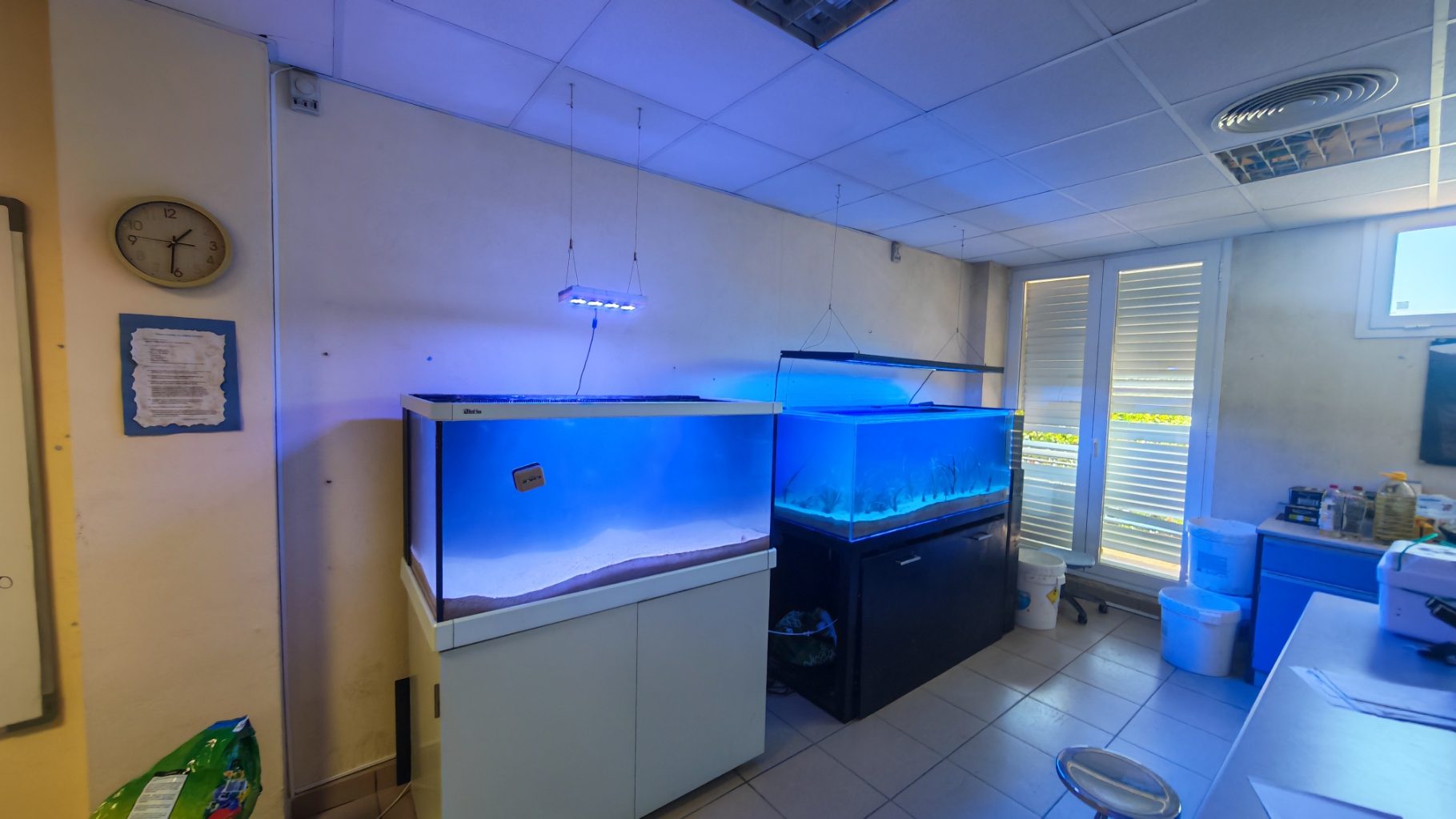 Acuario posidonia