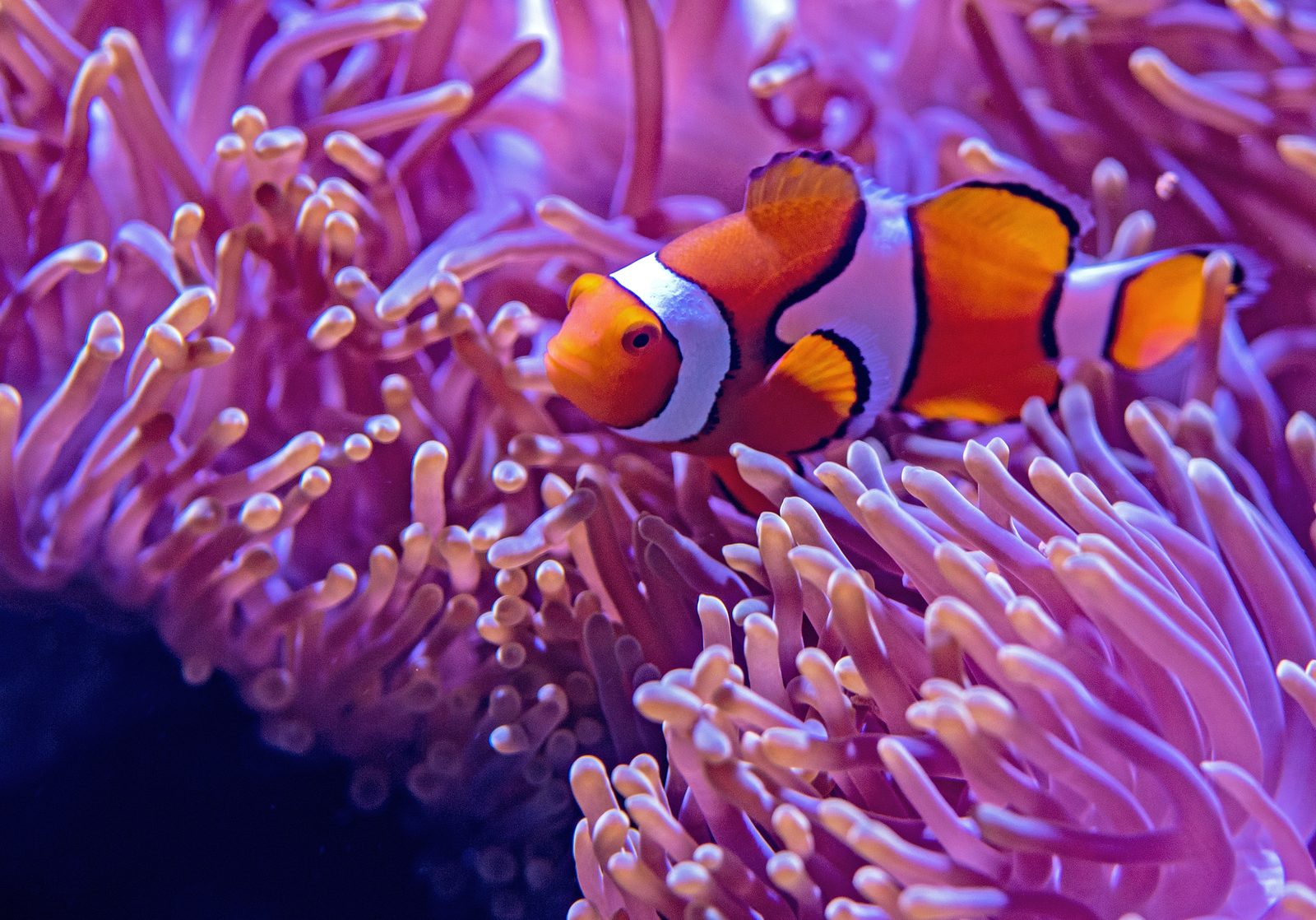 Orange clownfish among the pink anemones of a marine aquarium