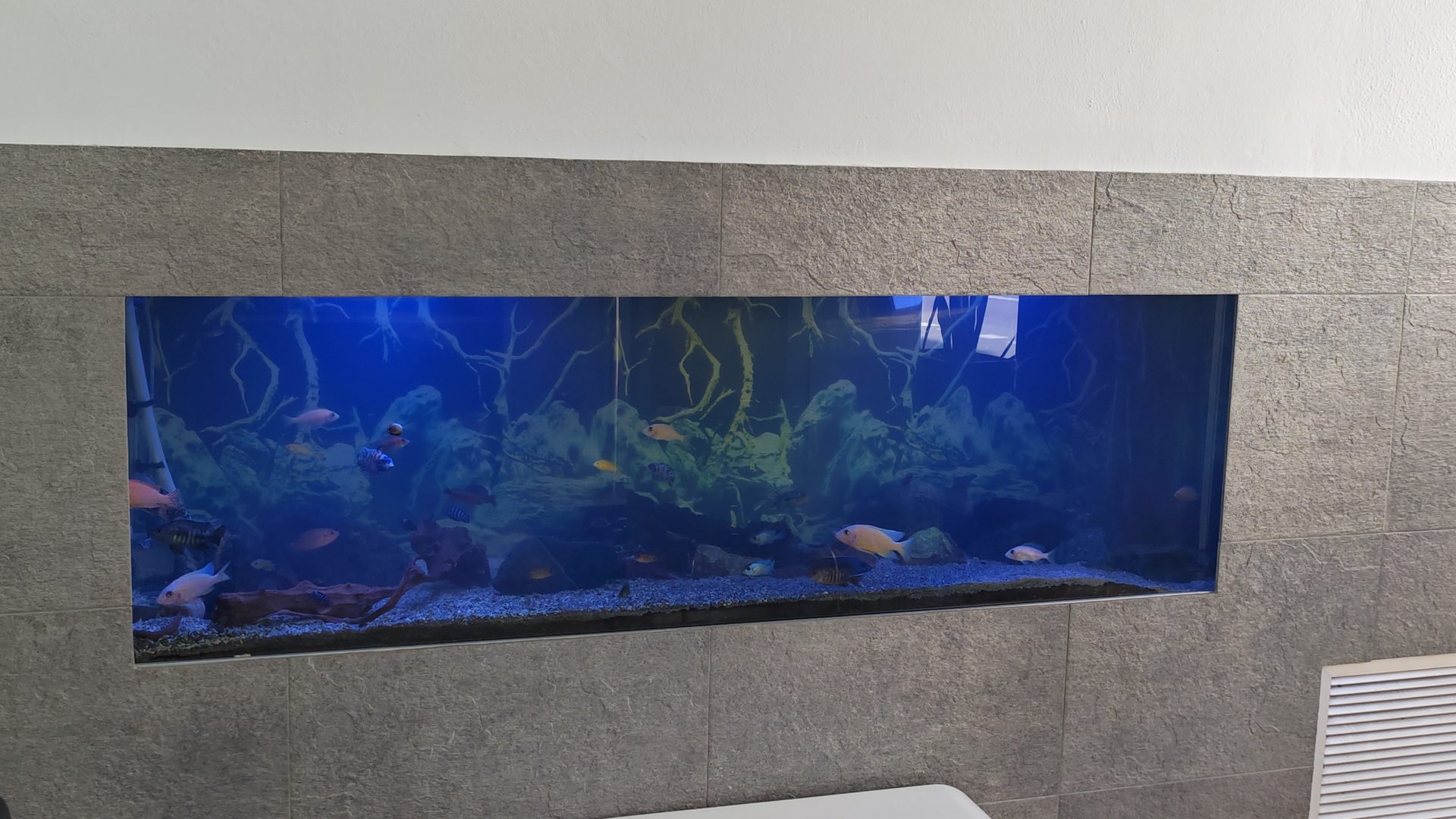 Acuario Malawi