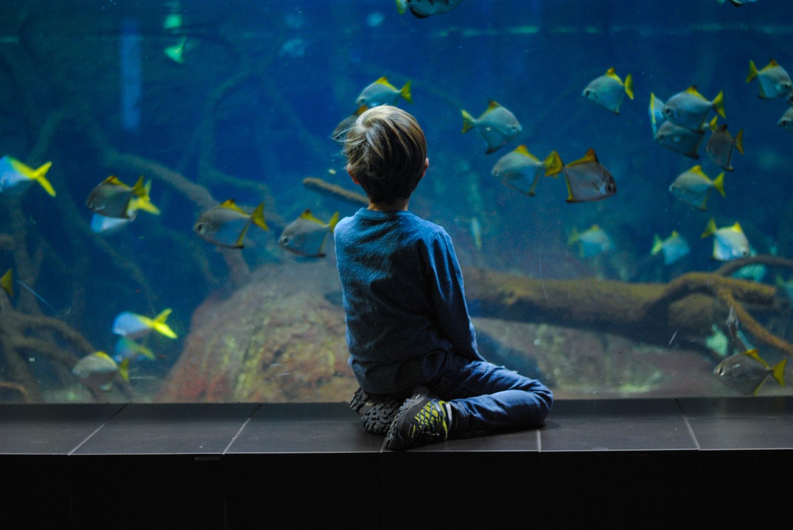 Sitzendes Kind, das die Fische in einem großen Aquarium betrachtet