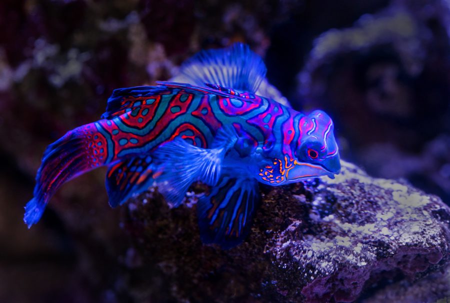 Mandarin fish in blue, orange and green on an aquarium rock