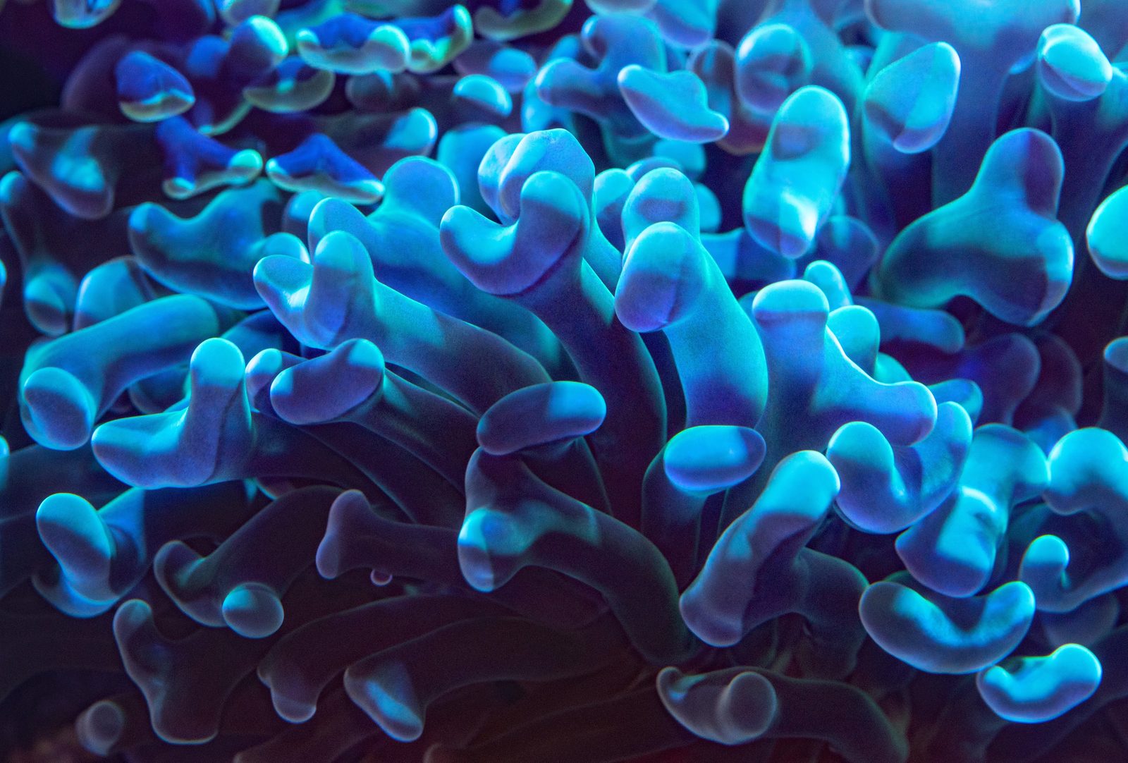 Pez payaso naranja entre las anémonas rosas de un acuario marino