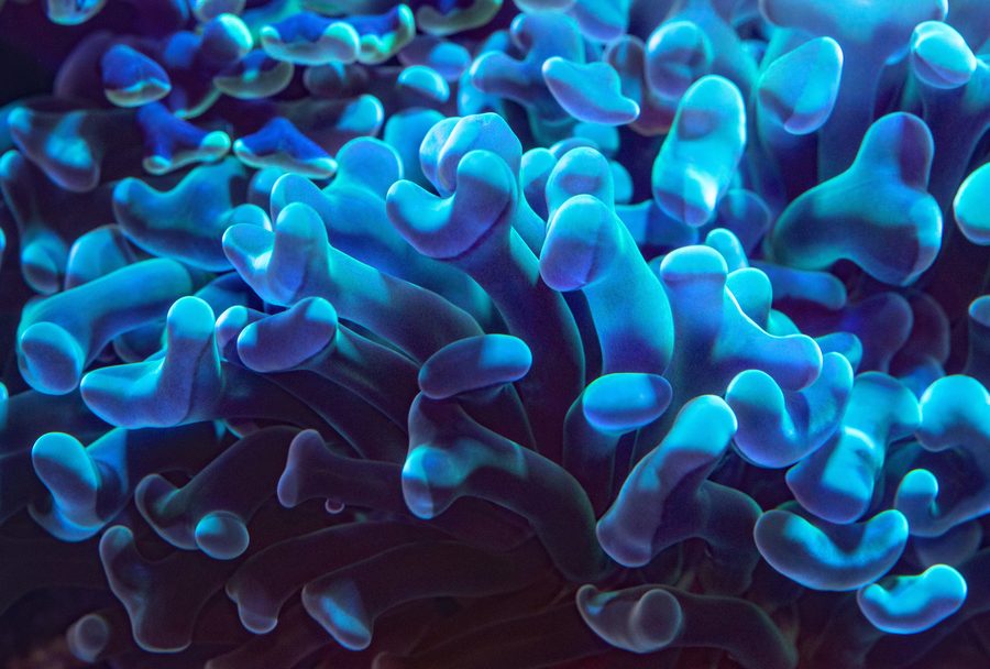Pez payaso naranja entre las anémonas rosas de un acuario marino