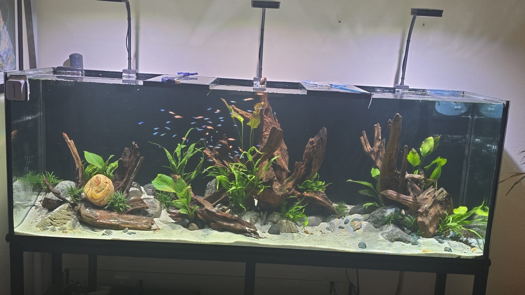 Schwarm von Süßwasserfischen in einem Gesellschaftsaquarium