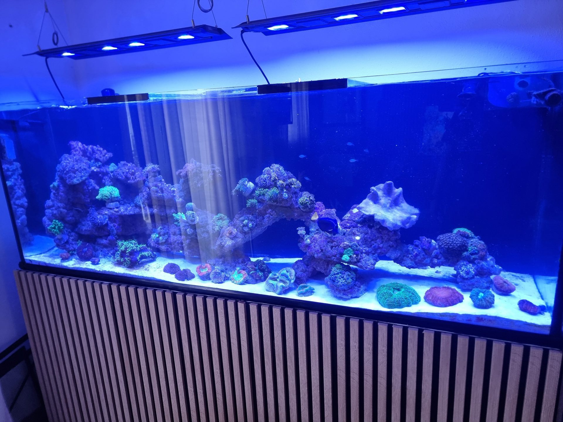 Acuario arrecife=