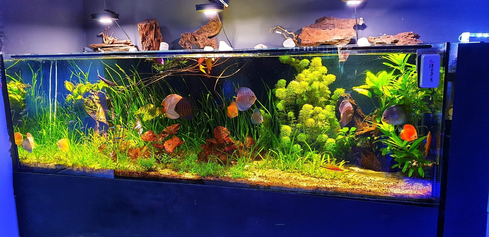 Acuario plantado con peces discos