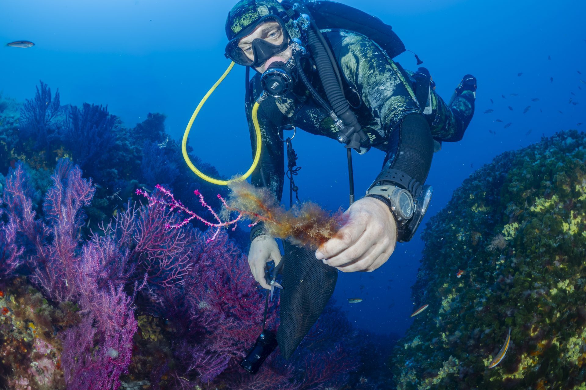 Detalle de coral y anémona azul turquesa en un acuario marino