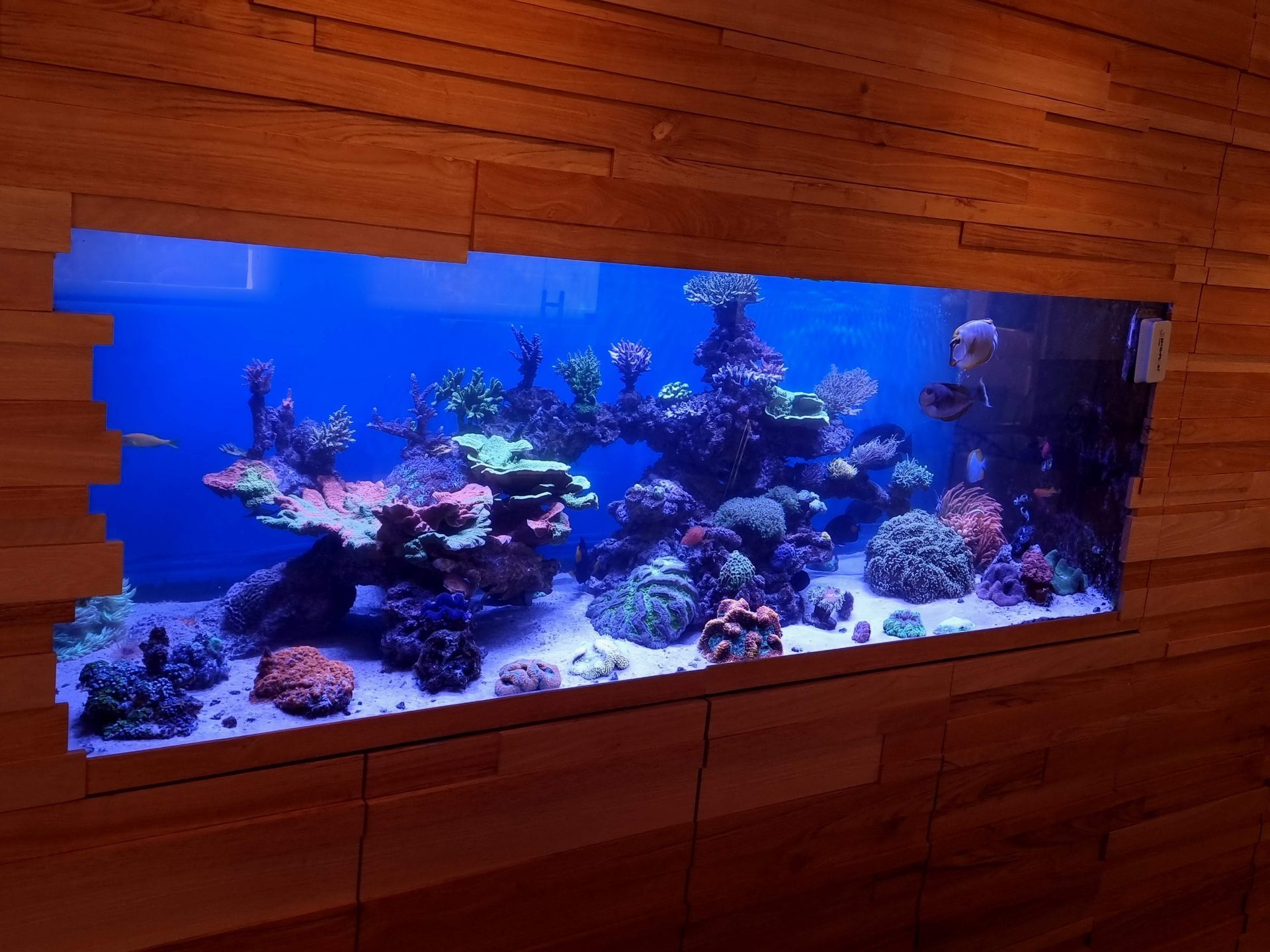 Acuario empotrado empresa instalación electrica y fontaneria