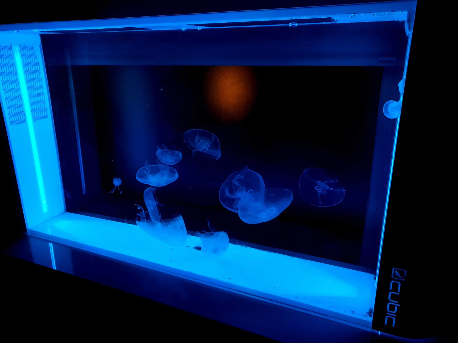 Acuario medusas
