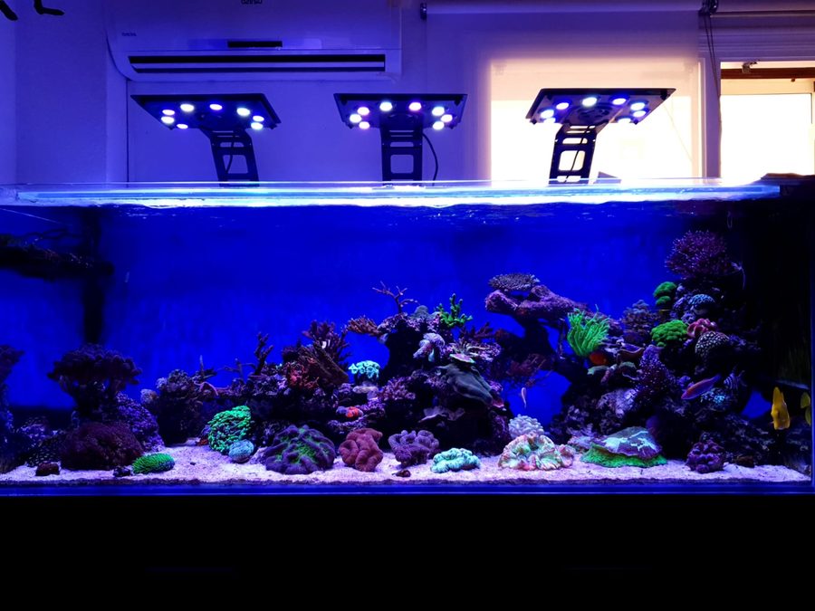 Acuario de arrecife